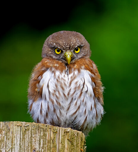 Pygmy Owl