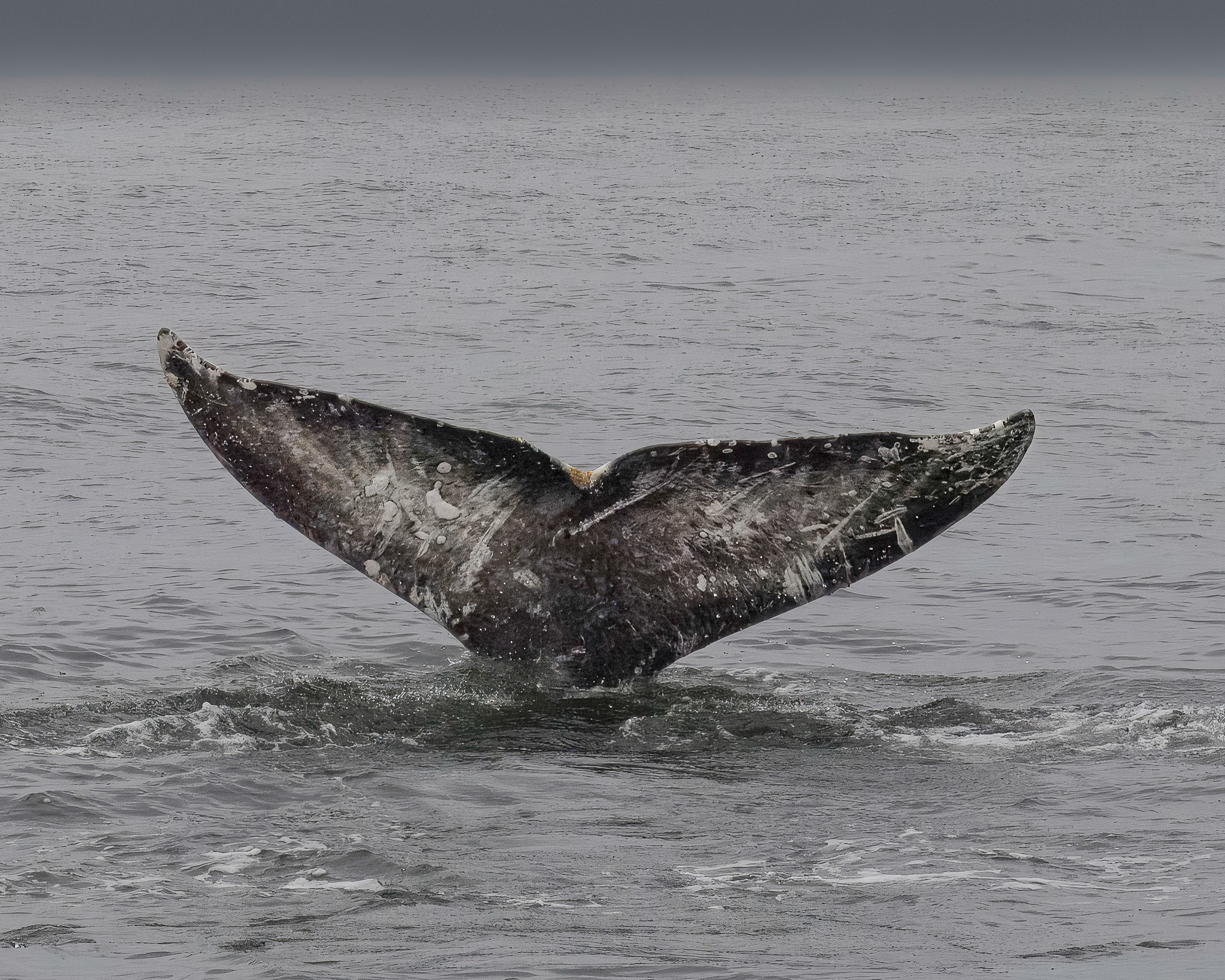Whale_Fluke