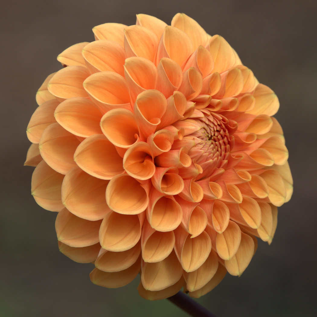 Dazzling Dahlia