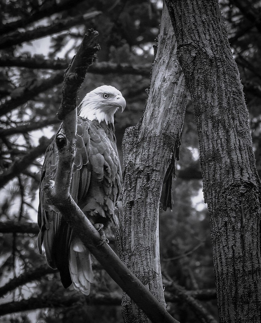 Bald Eagle