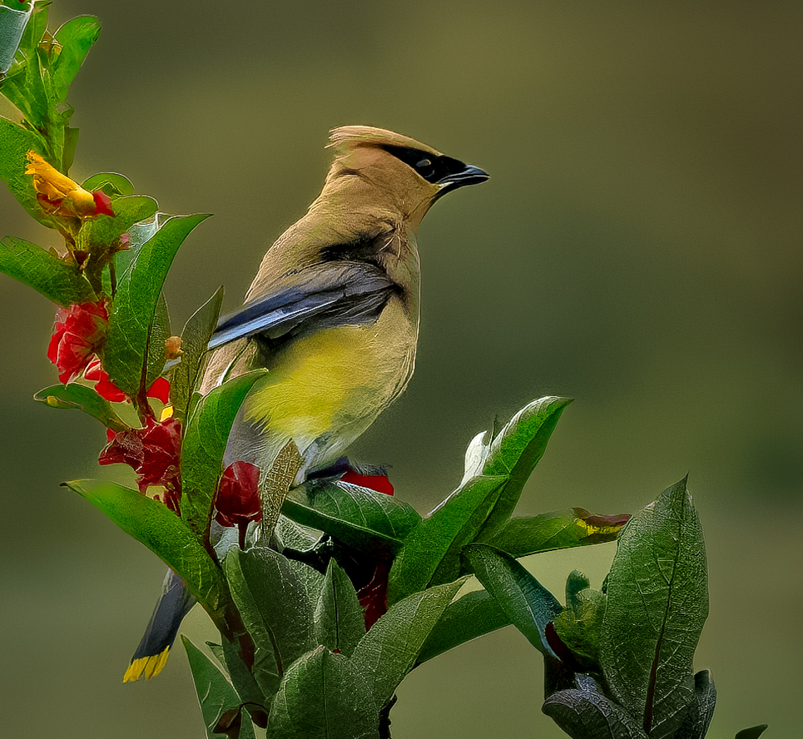 Cedar Waxwing