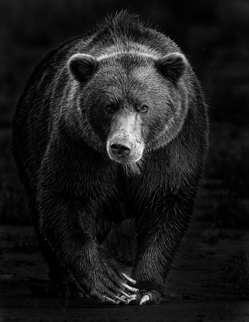 Brown Bear