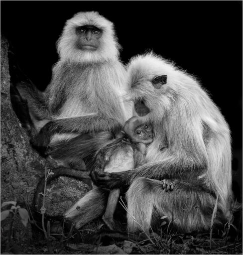 Langur Family Unit - Jack Uellendahl