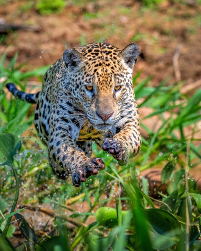 Eye On The Prize - Jack Uellendahl