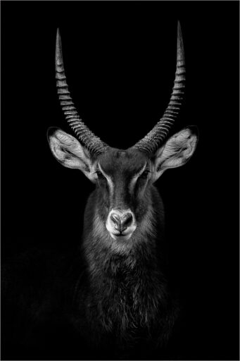 Handsome Waterbuck - Jack Uellendahl