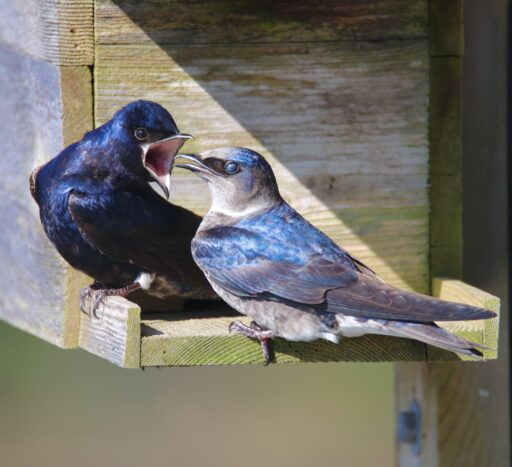 Jibber Jabber - Janine Reep