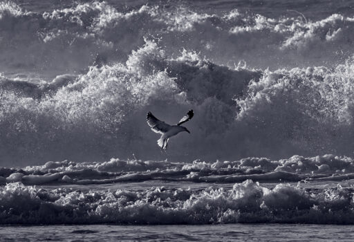 Alone - Stewart Willason