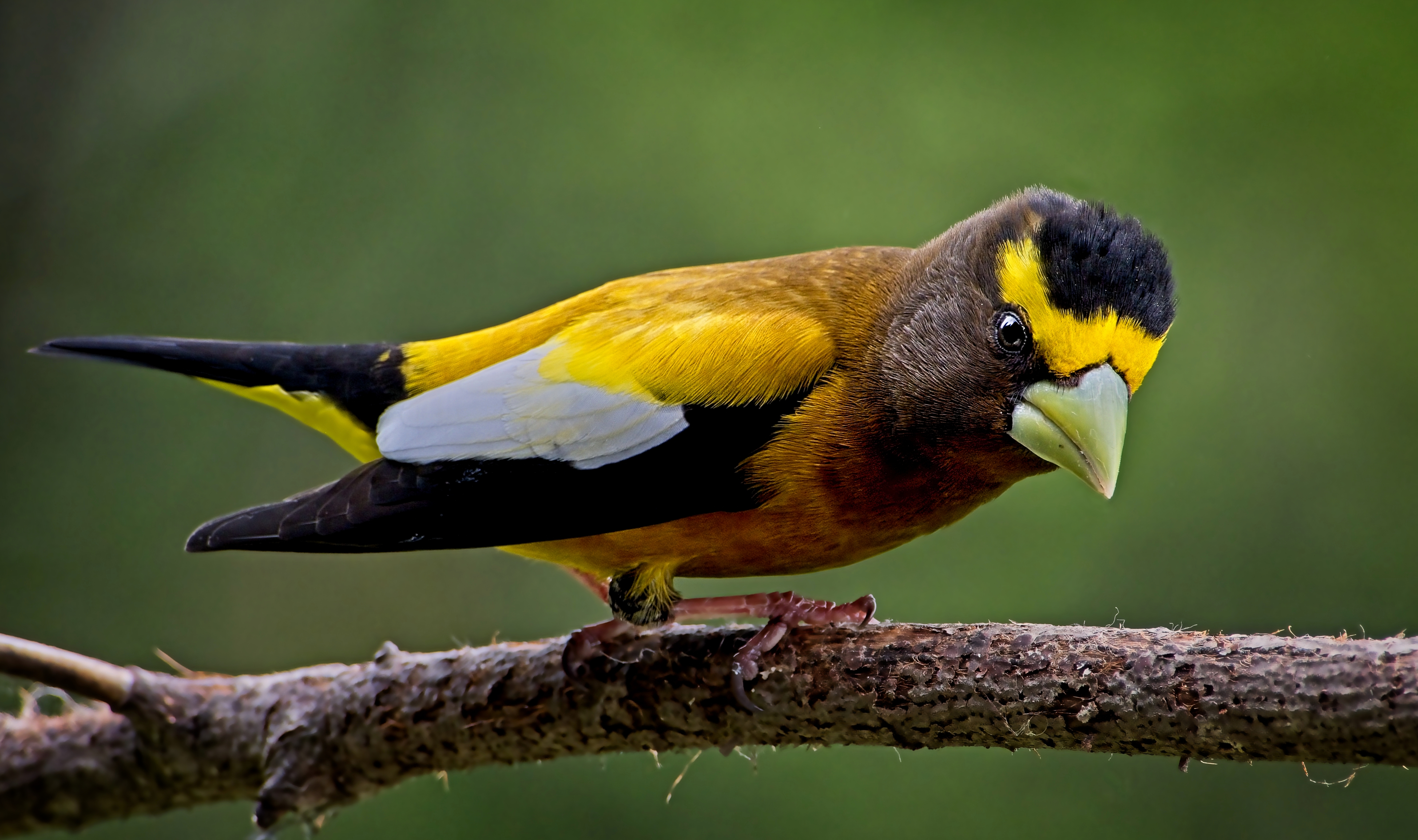 Curious Evening Grosbeak