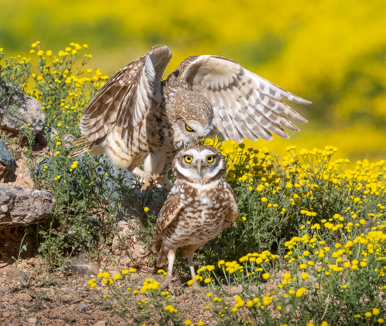 Kiss of an Owl - Elaine Uellendahl