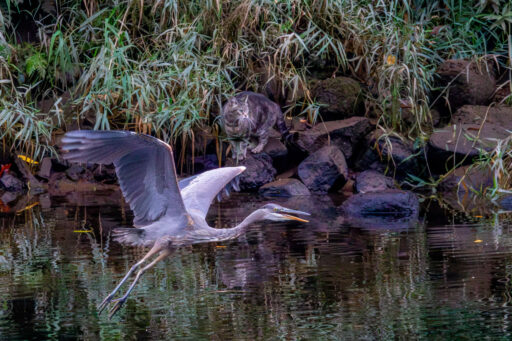 The Cat and The Blue Heron - Steve Gollery