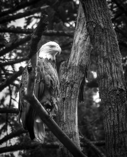 Bald Eagle - Rick Colvin