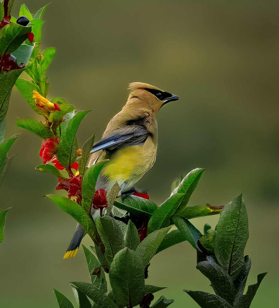 Cedar Waxwing