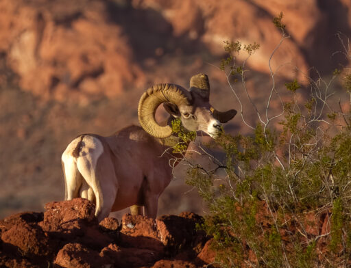 Desert Bighorn - Rick Colvin