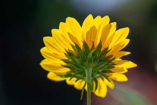 The Other Side - Jim Buch