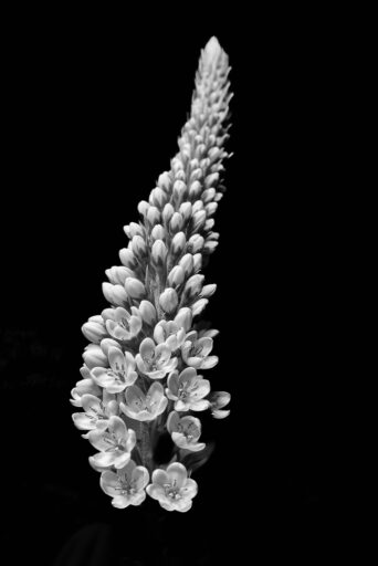 White and Black - Jim Buch