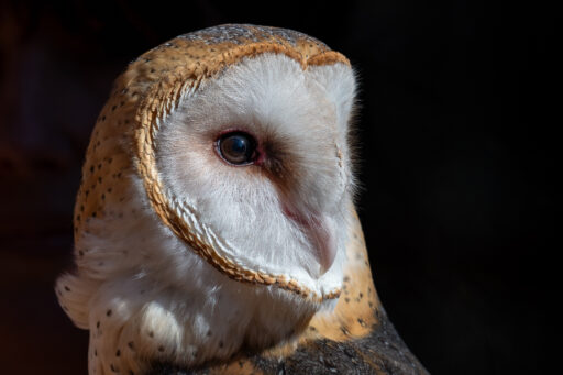 Barn Owl - Elaine Uellendahl