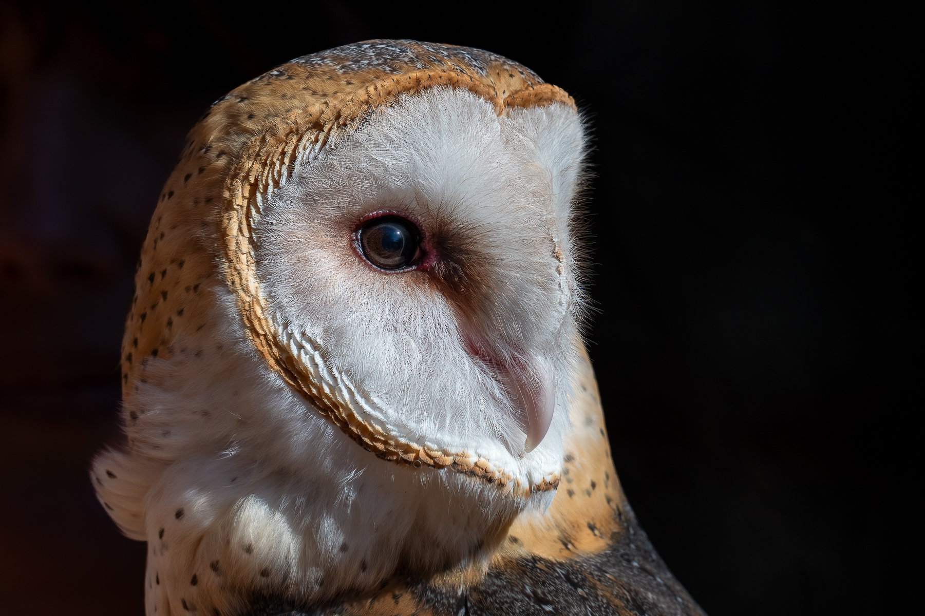 Barn Owl - Elaine Uellendahl