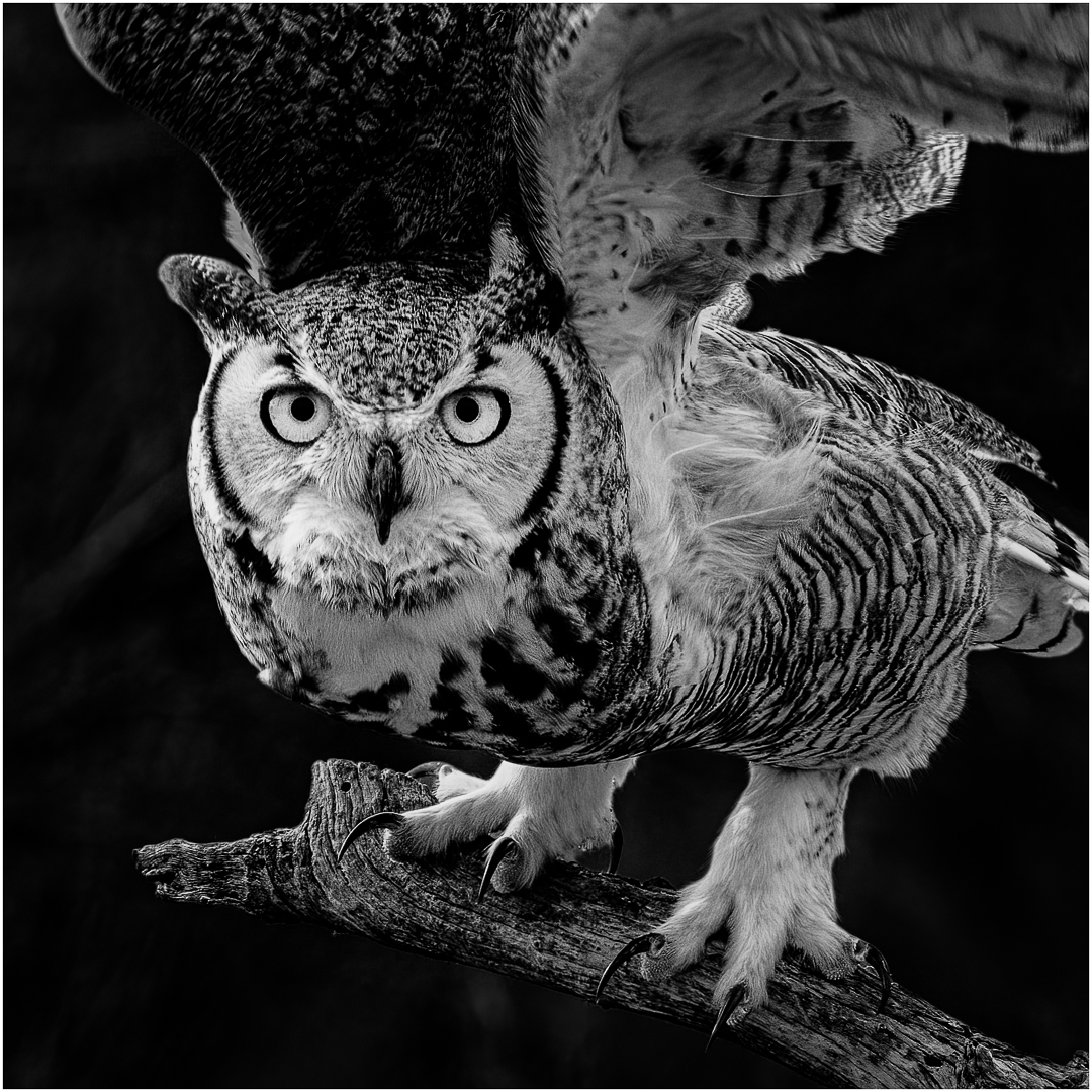 Great Horned Owl