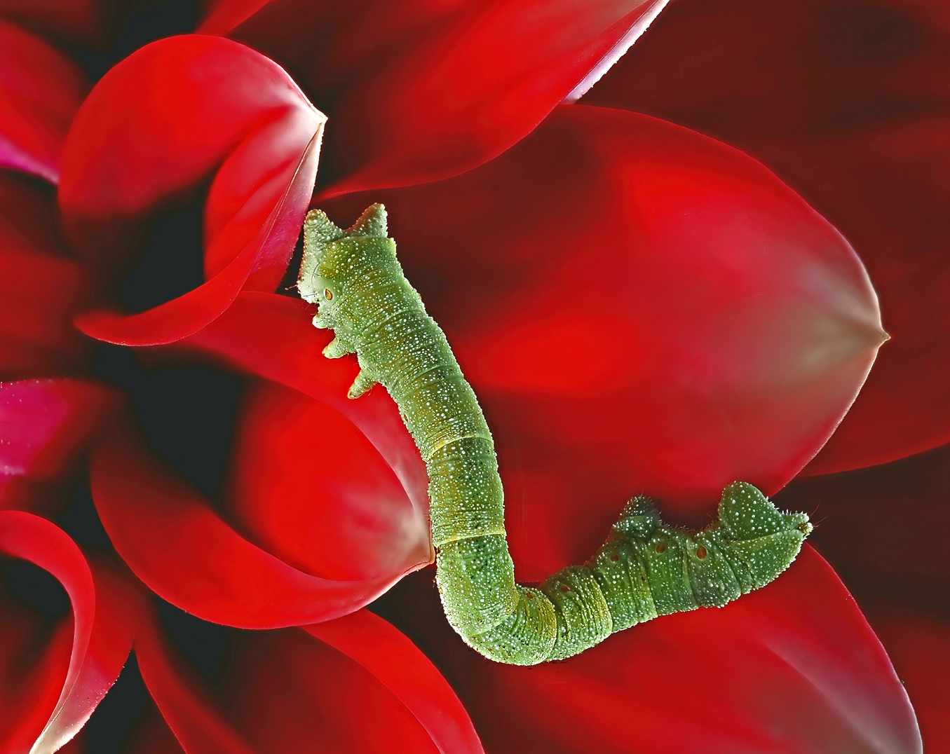 Dahlia and a Caterpillar