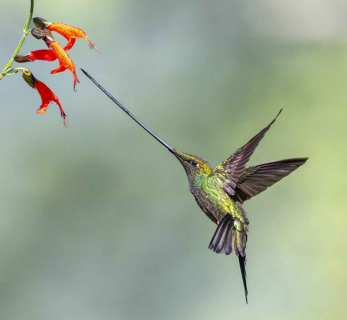Sword-billed Hummer