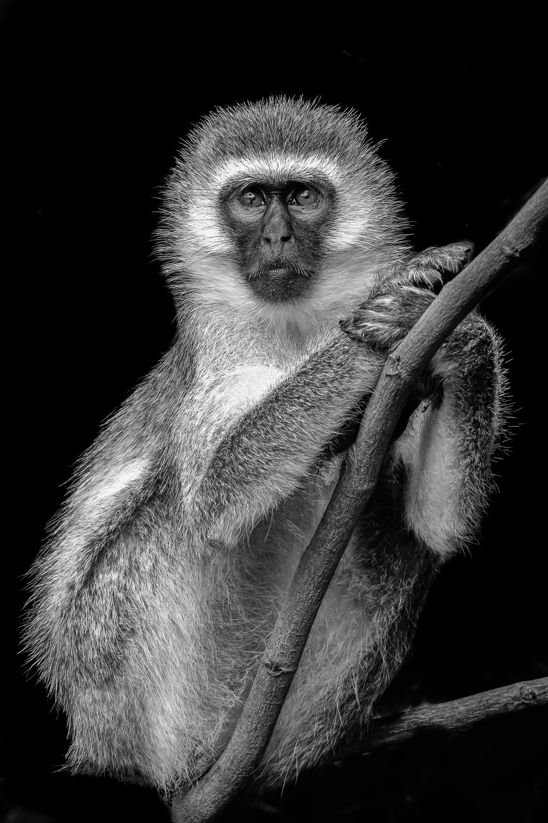 Vervet Portrait