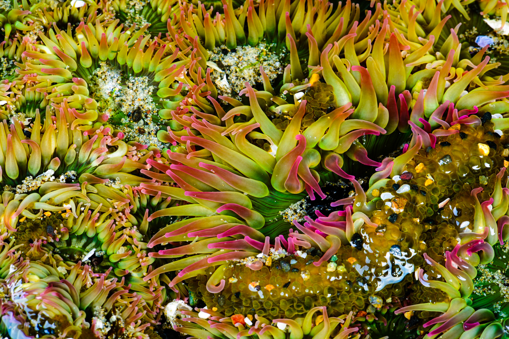 Aggregating Anemone After