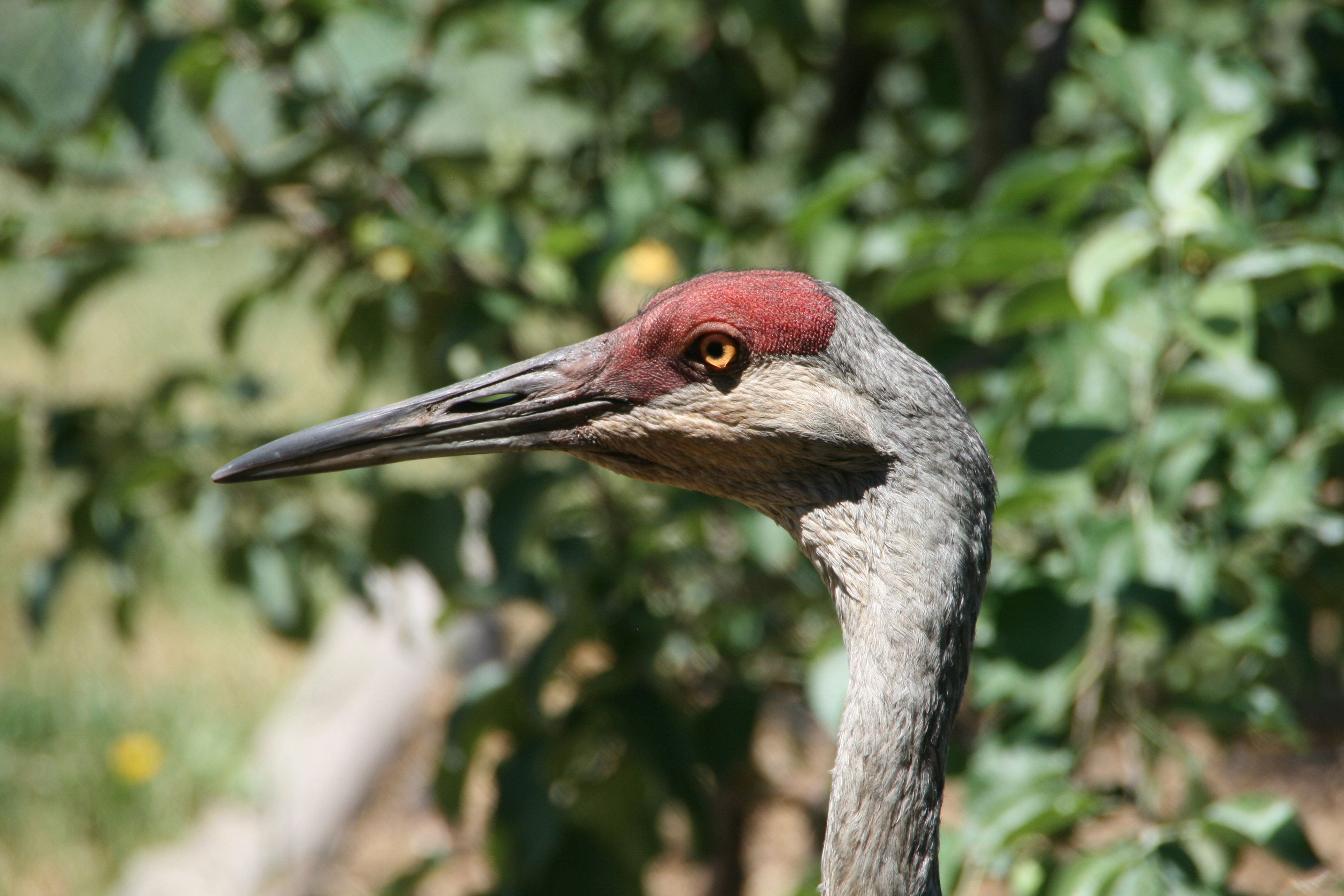 Sandhill Portrait Before