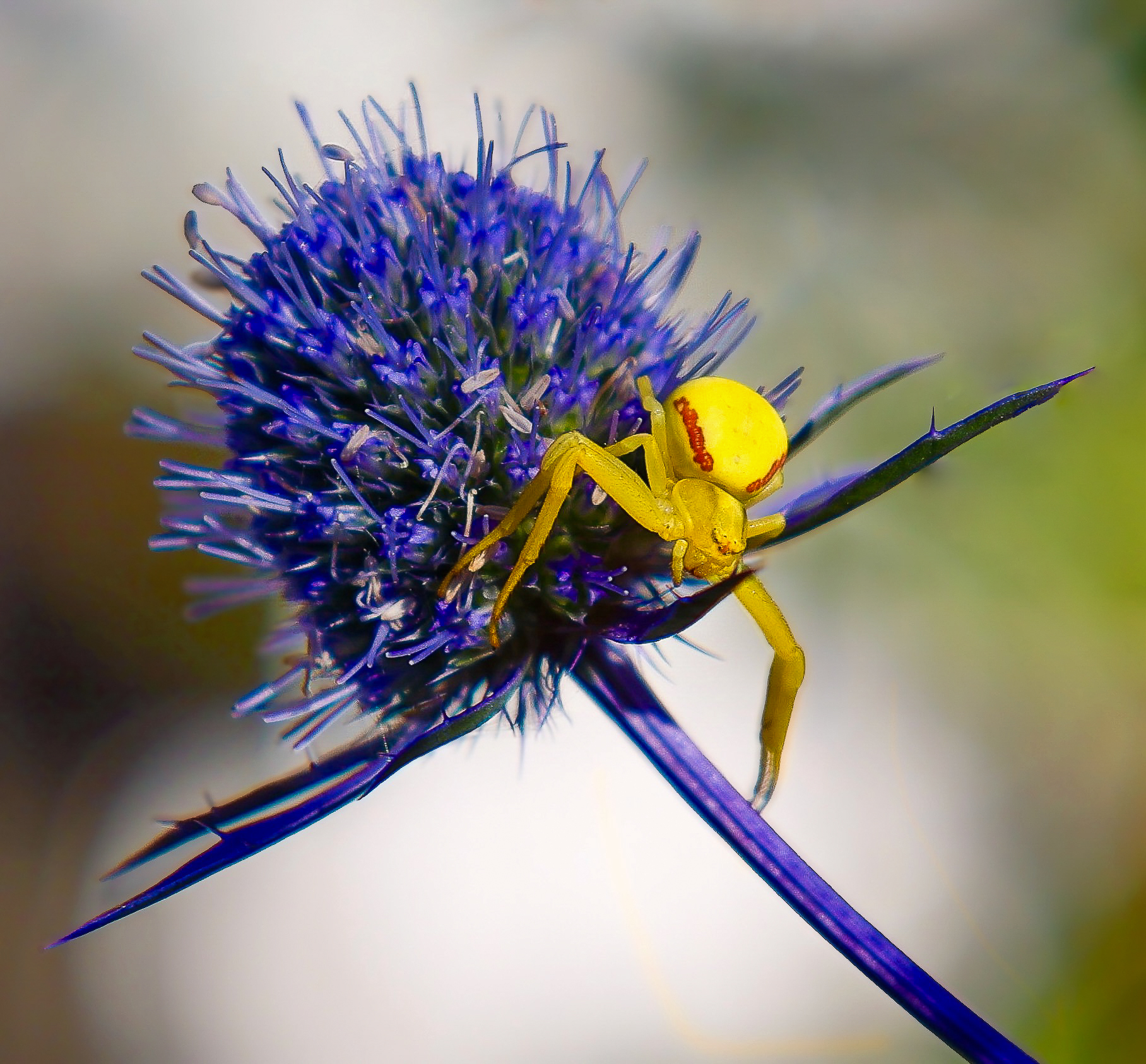 Complementary Colors