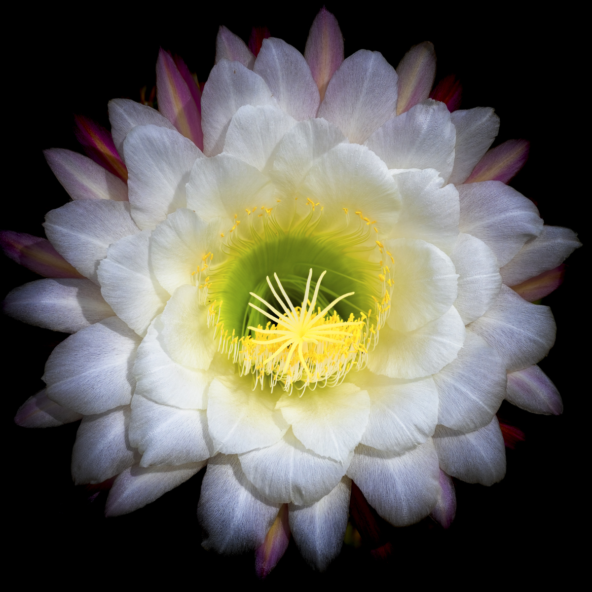 Argentine Giant Cactus