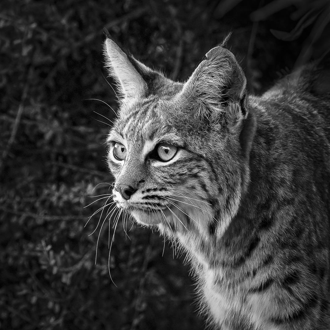 Bobcat1
