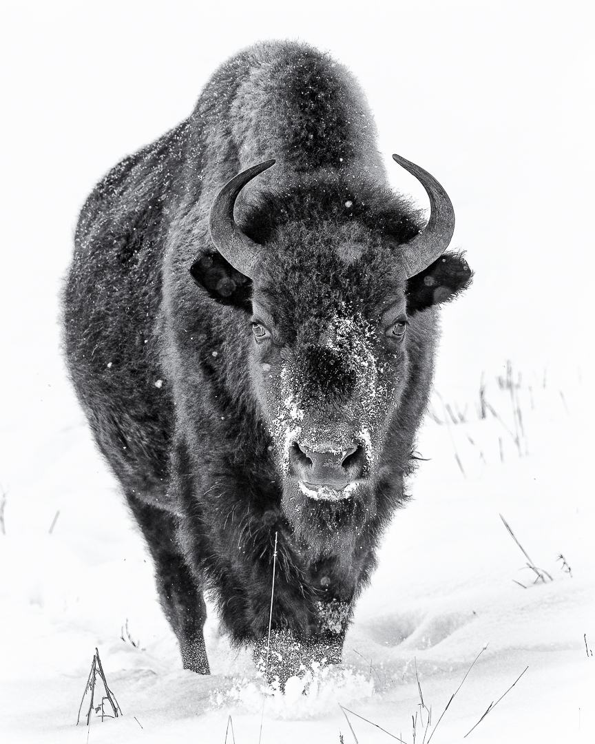 Bison In Snow