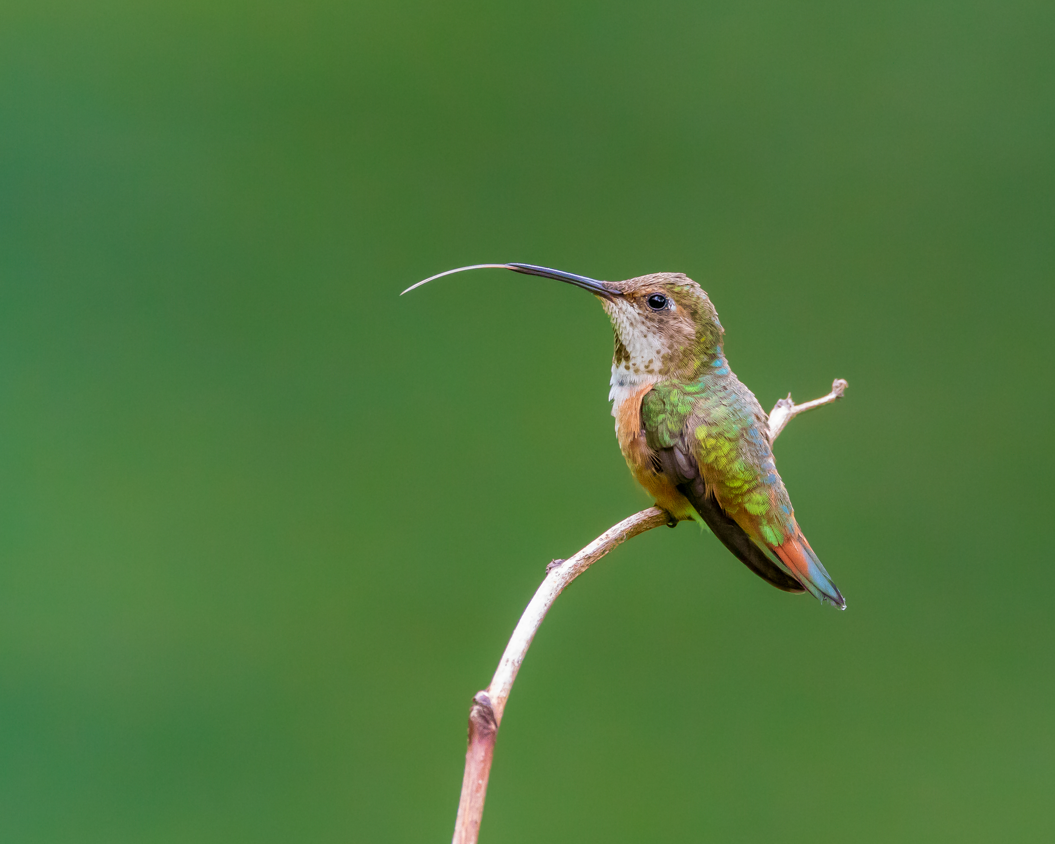 Backyard Hummingbird