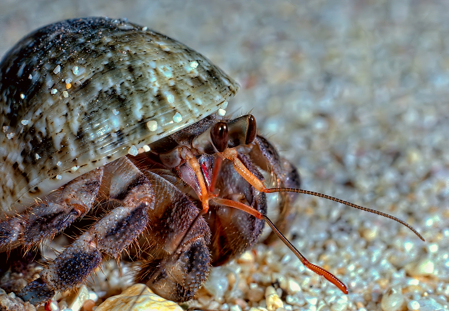 Land Hermit Crab