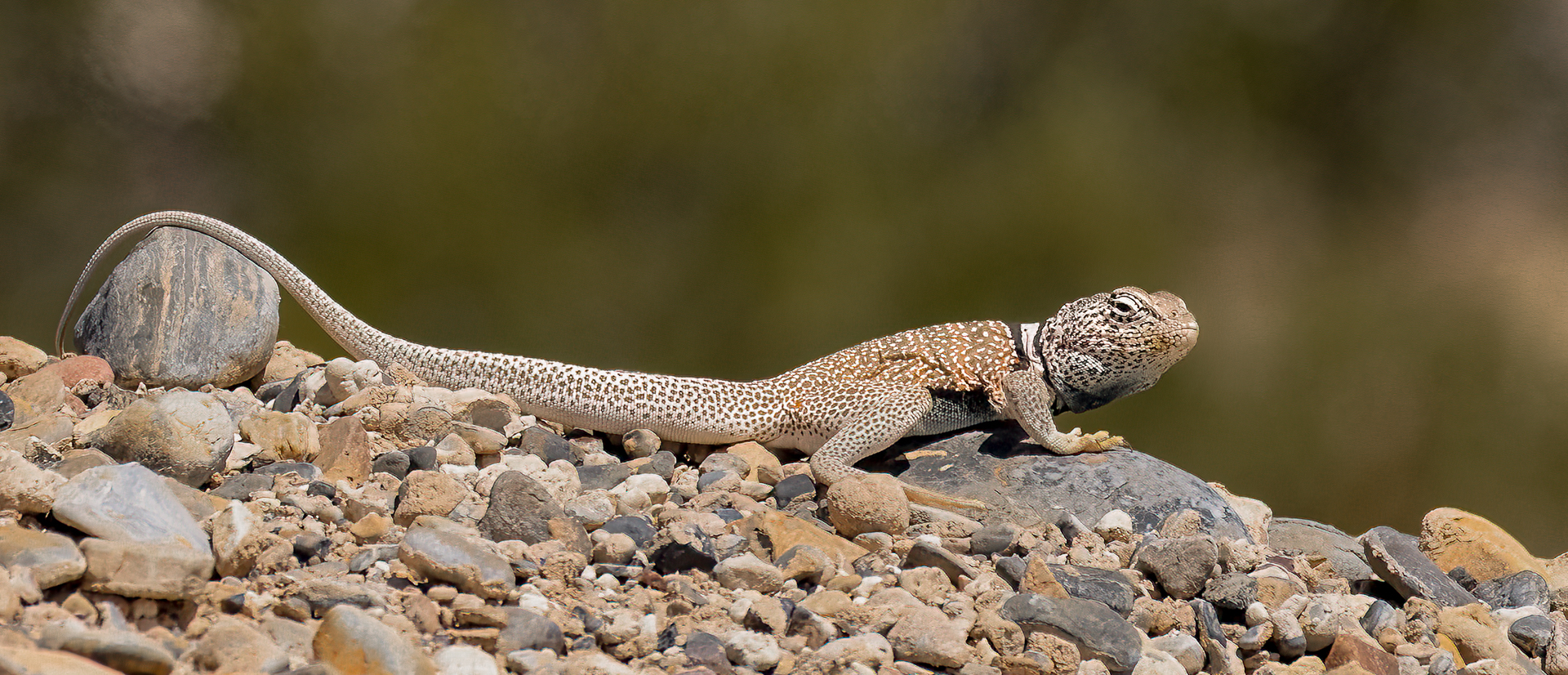 Collared Lizard