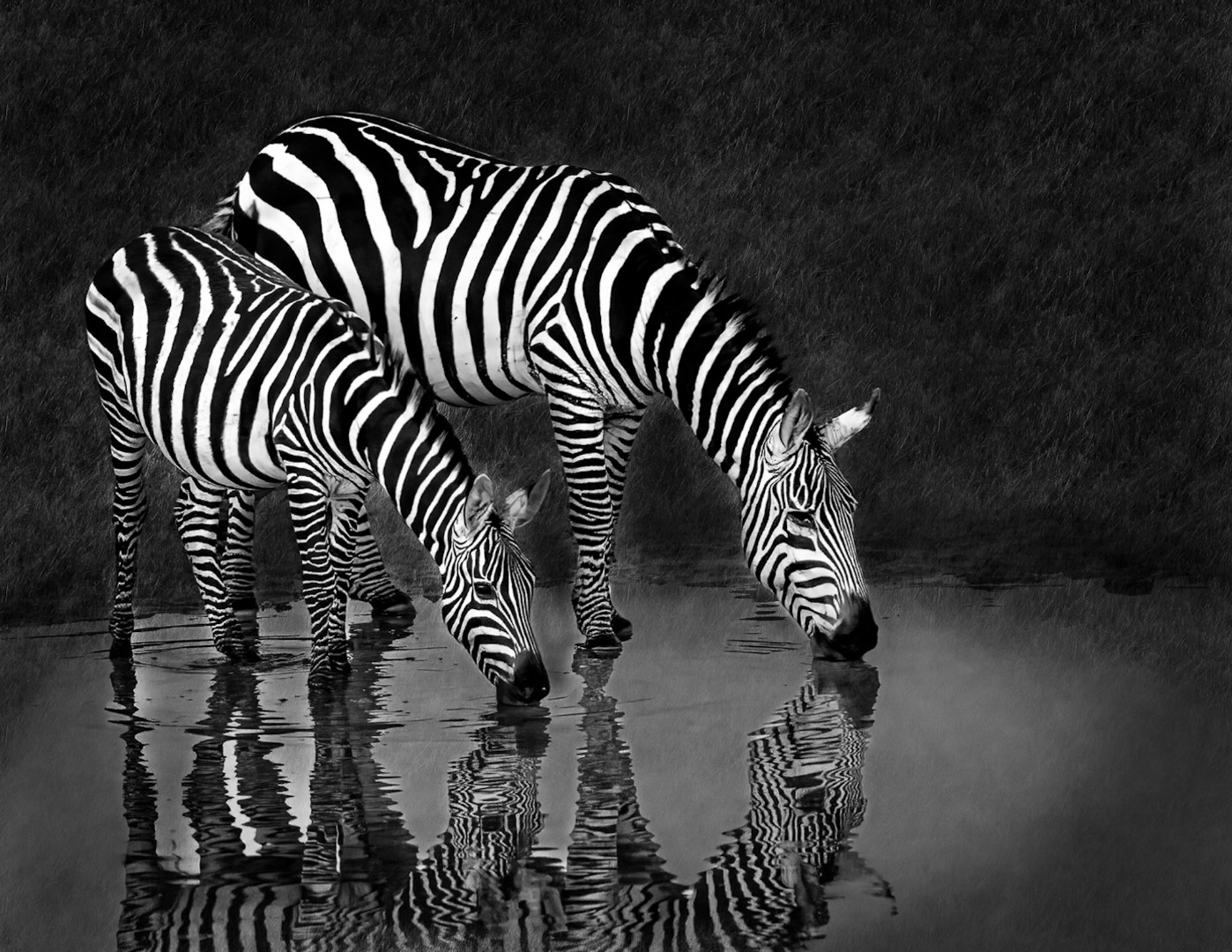 Zebras Drinking