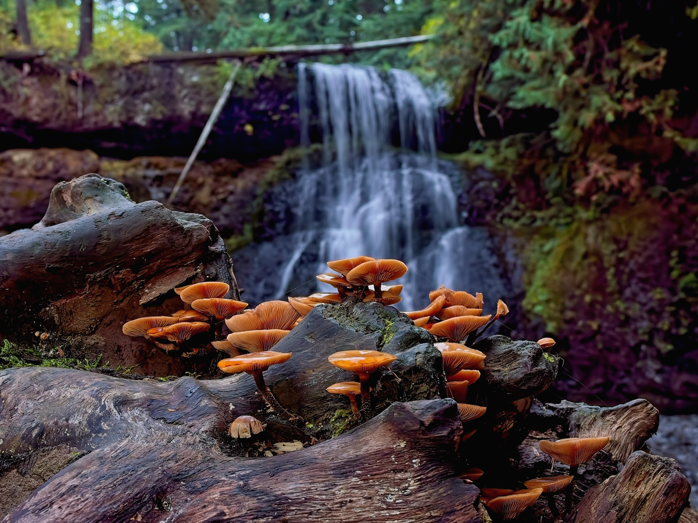 Mushrooms at the Falls
