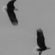 Eagles in Flight 