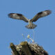 Osprey-Nest Building 