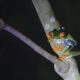 Red Eyed Tree Frog 