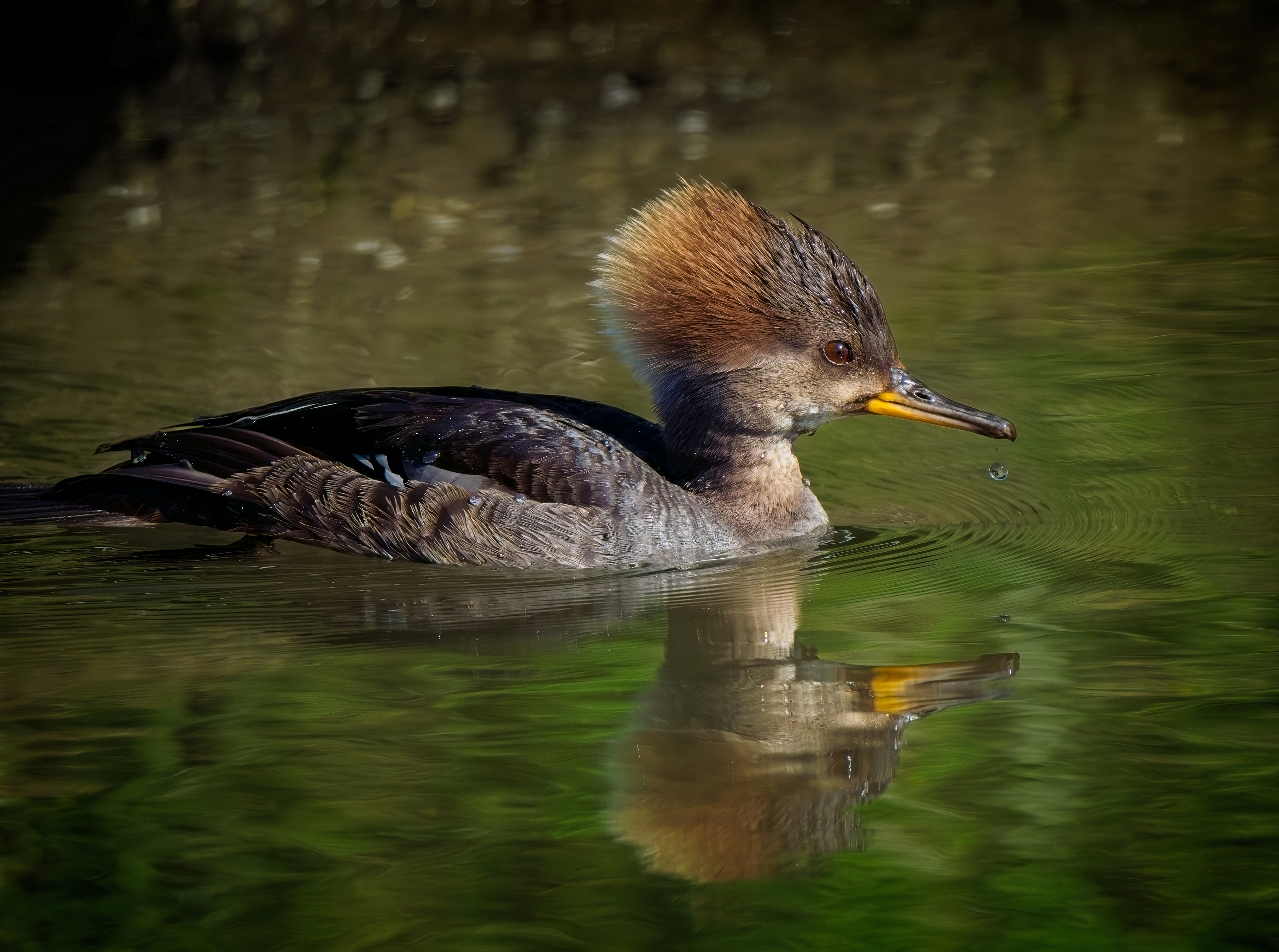 Hooded Merganser