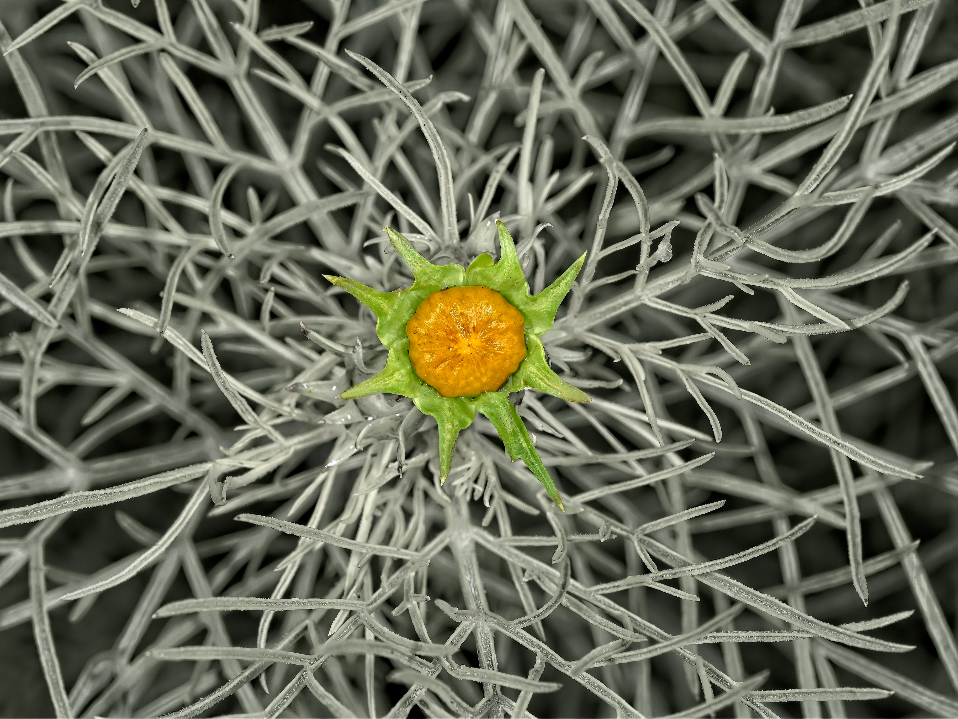 Cosmos