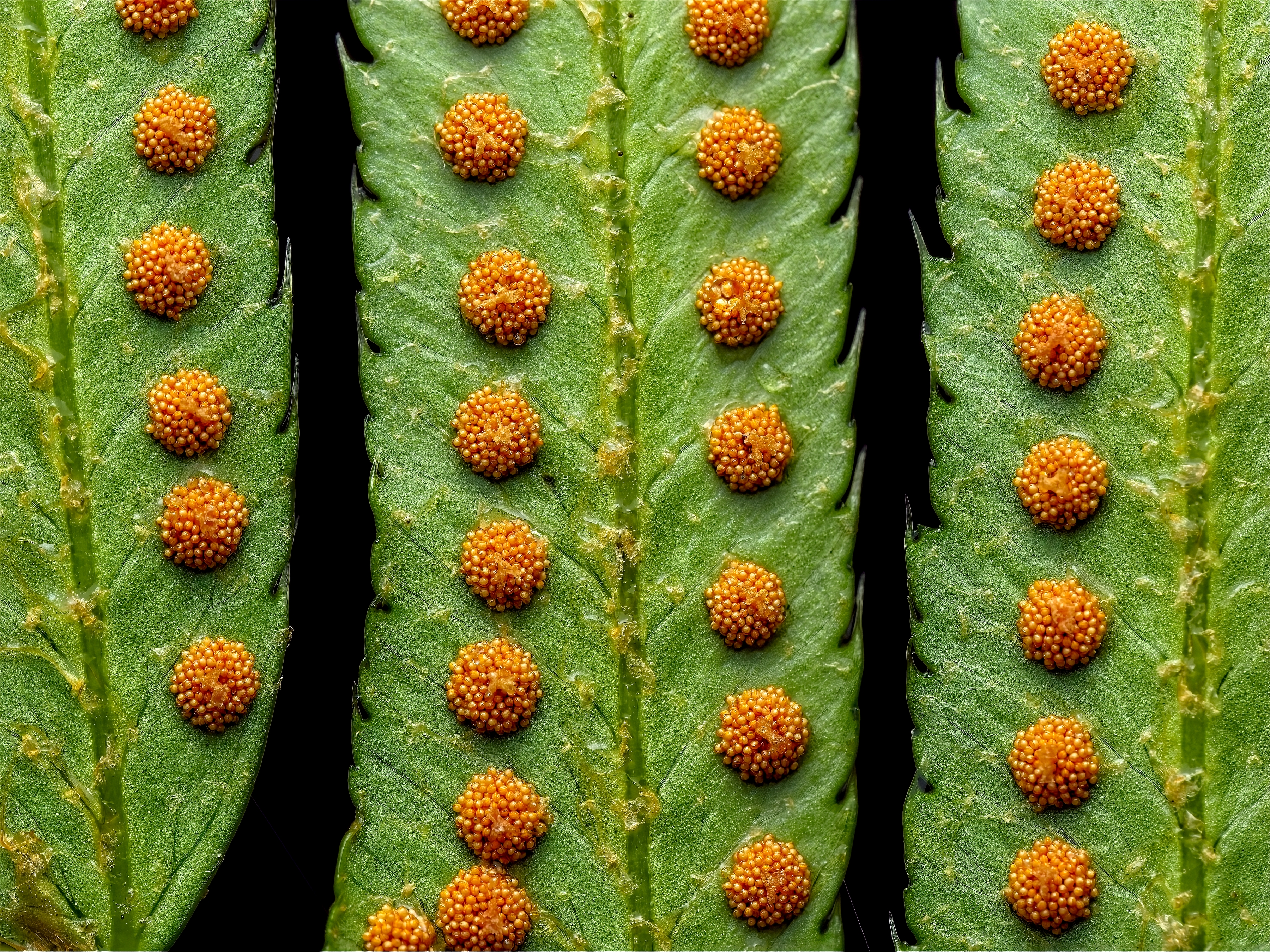 Spores