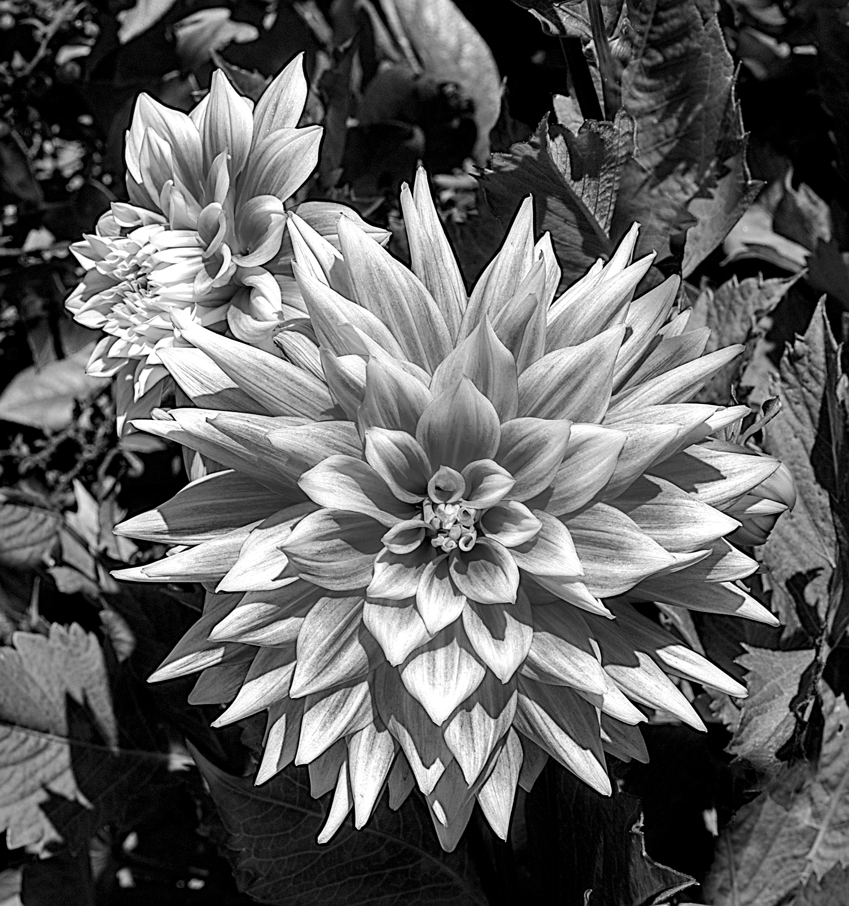 Dahlia