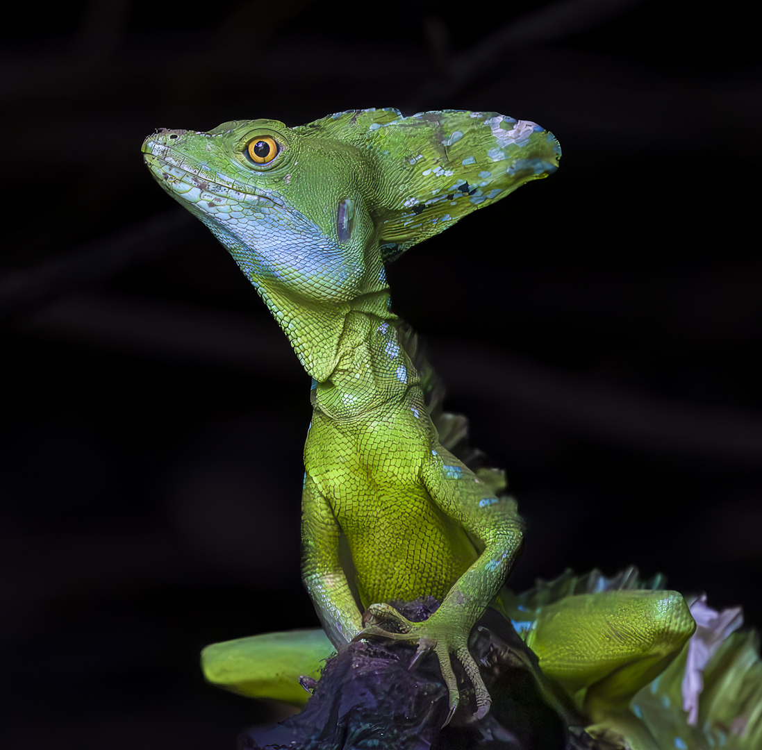 Emerald Basilisk