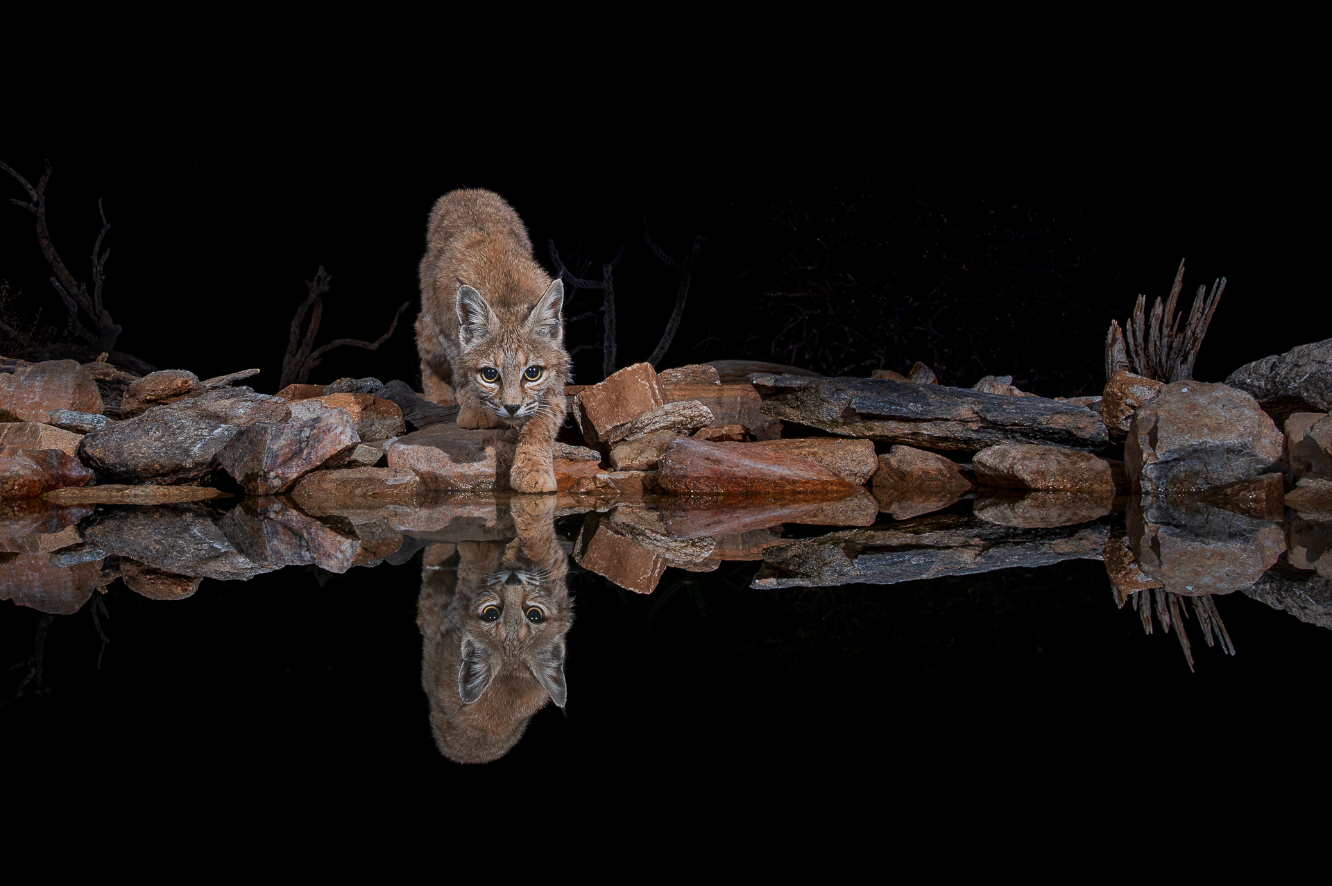 Bobcat reflection